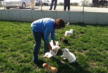 an adult playing with a pack of puppies in the grass